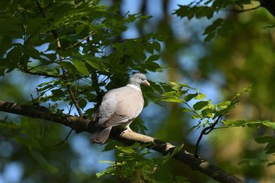 Low angle view of bird perching on tree