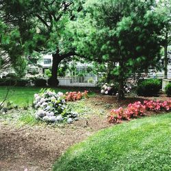 Plants growing in park