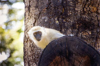 Portrait of monkey on tree trunk