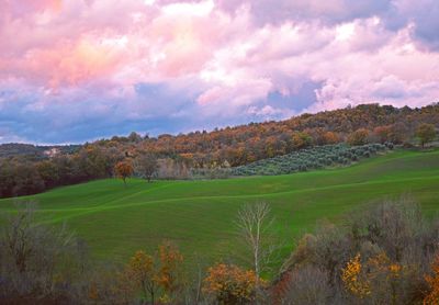 Scenic view of field against sky during sunset