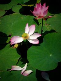 Close-up of pink flowers