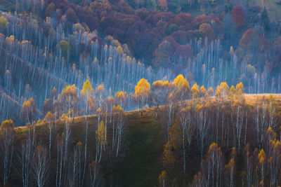 Panoramic view of pine trees in forest during autumn