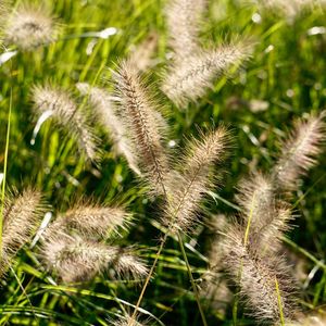 Close-up of cactus plant on field