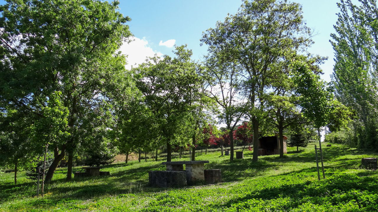 TREES IN PARK