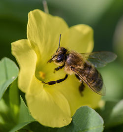 Close-up of insect on flower