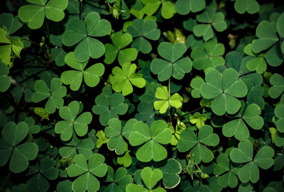 Full frame shot of leaves on field