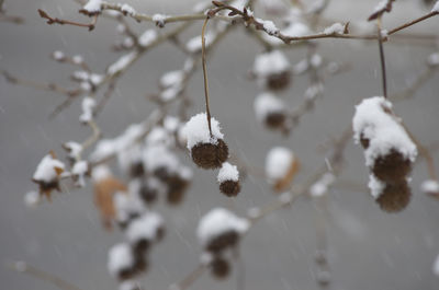 Close-up of frozen plant during winter