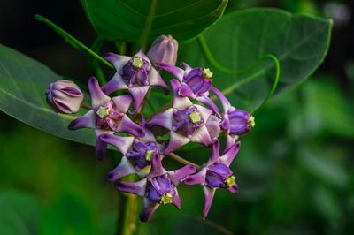 Close-up of purple flowers blooming