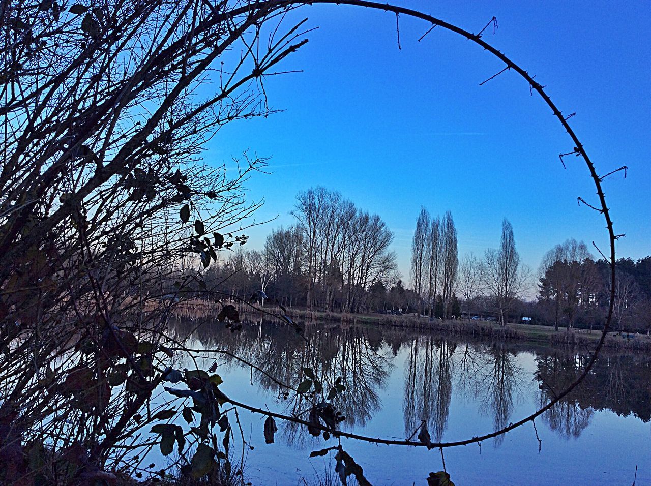 reflection, nature, tree, water, no people, sky, low angle view, clear sky, tranquility, outdoors, beauty in nature, day