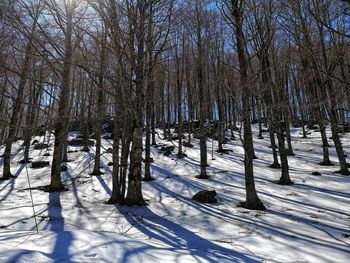 Bare trees on snow covered field