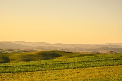 Scenic view of field against clear sky