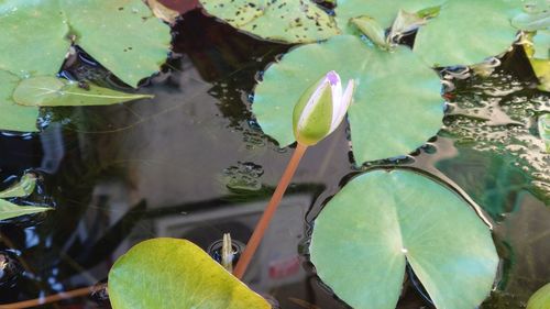 leaf