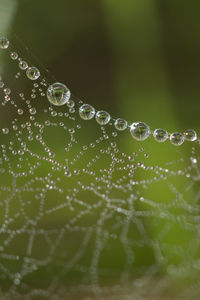 Close-up of water drops on spider web