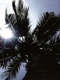 Low angle view of palm tree against sky
