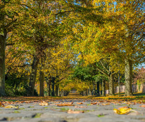 Trees in forest during autumn