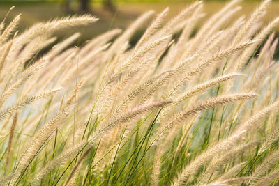 Close-up of stalks in wheat field