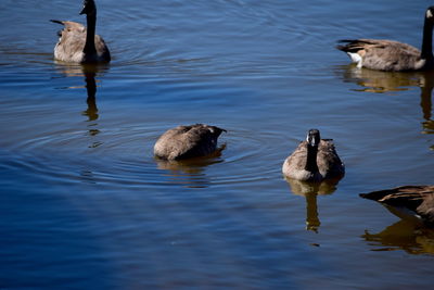 High angle view of ducks swimming in lake