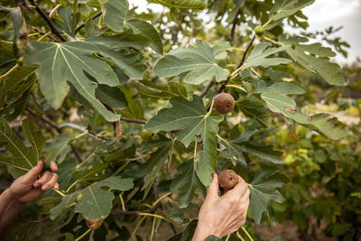 Cropped hand picking fig from branch