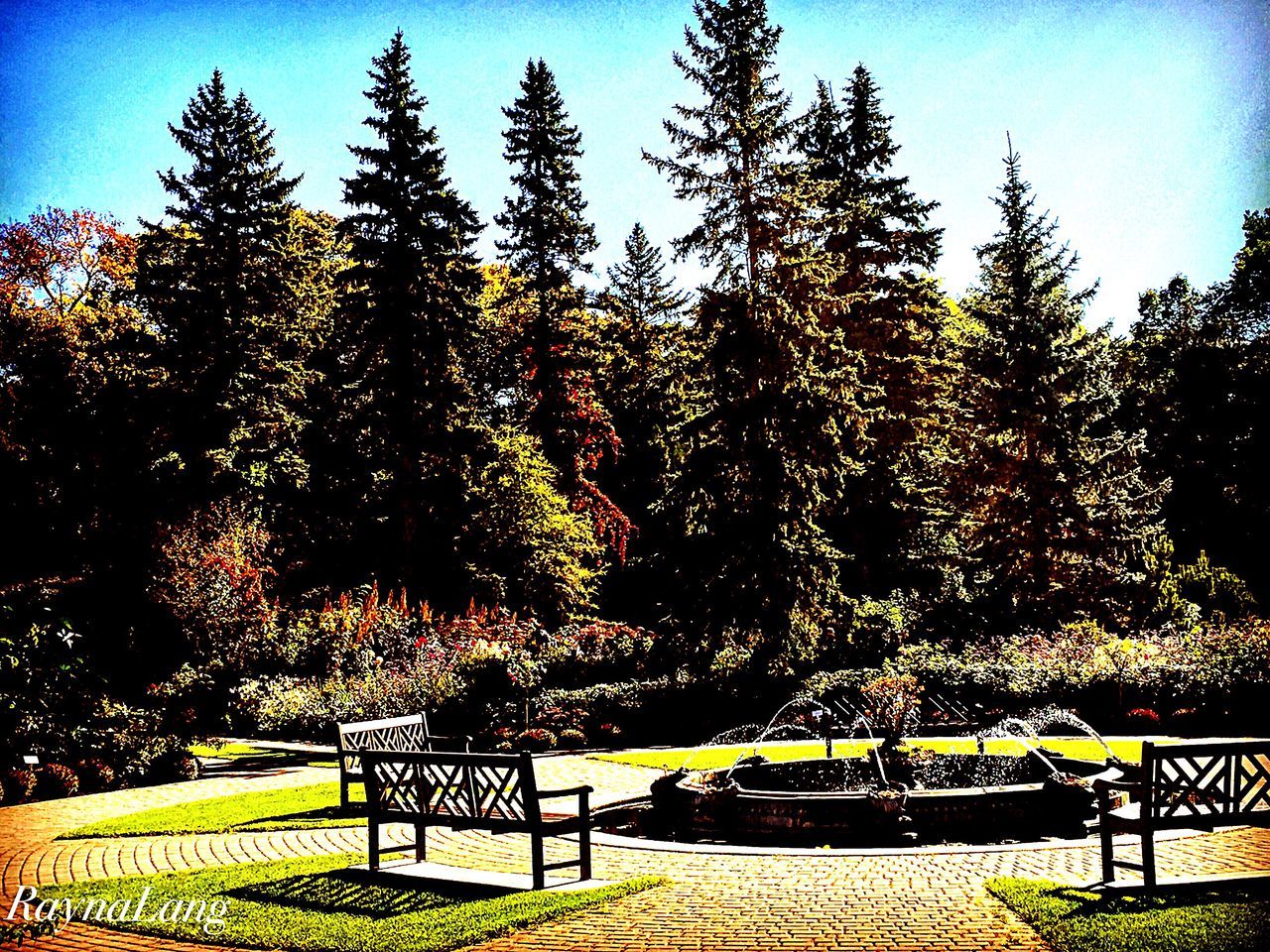 bench, tree, empty, tranquil scene, tranquility, grass, park bench, growth, absence, park, scenics, park - man made space, plant, shadow, beauty in nature, nature, sunlight, clear sky, blue, relaxation, day, green color, garden, outdoors, solitude, non-urban scene, lawn, tourism, formal garden, in front of, sun, green