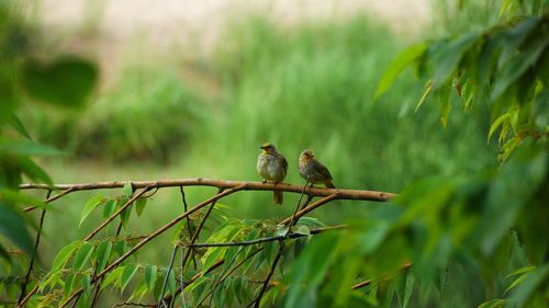 The stripe throated bulbul, or streak throated bulbul, is a species of songbird in the bulbul famiy