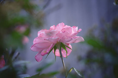 Close-up of pink rose