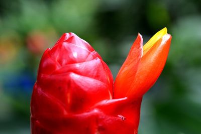 Close-up of red rose