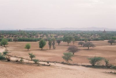 Trees on field against sky