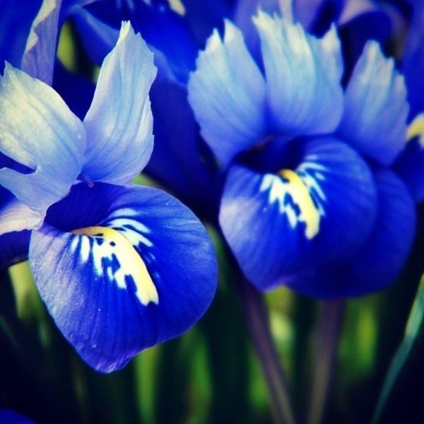 flower, petal, purple, freshness, flower head, fragility, blue, beauty in nature, growth, close-up, blooming, nature, plant, in bloom, focus on foreground, pollen, stamen, blossom, selective focus, outdoors