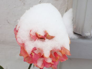 Close-up of ice cream in snow