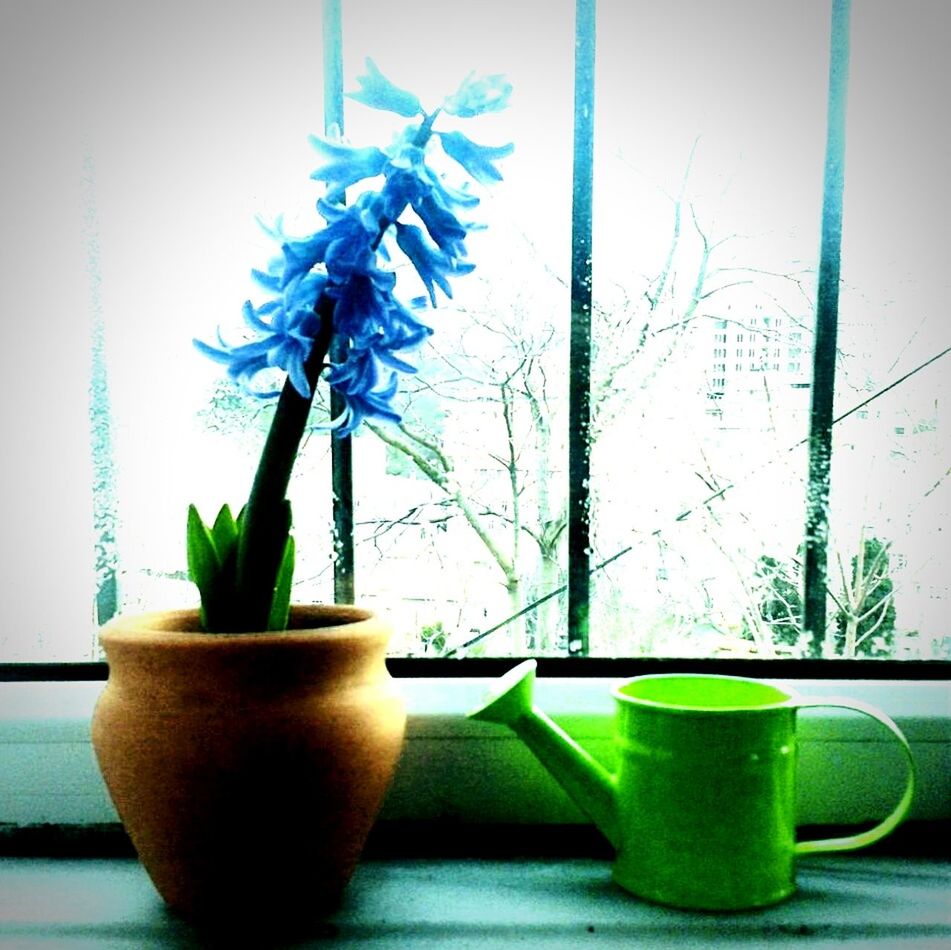 indoors, table, potted plant, green color, glass - material, still life, blue, close-up, plant, chair, vase, glass, freshness, window, transparent, absence, drink, growth, green, home interior