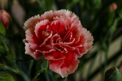 Close-up of red rose flower