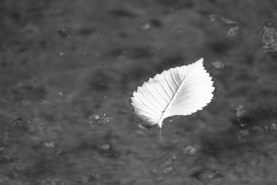 High angle view of raindrops on leaf floating on lake