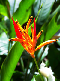 Close-up of orange day lily blooming outdoors