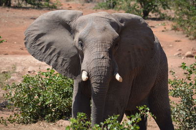 Elephant standing outdoors