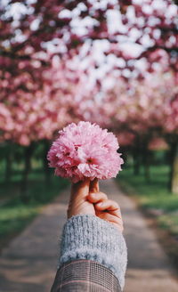 Close-up of human hand holding cherry blossoms at public park