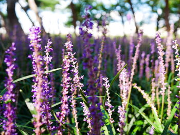 Close-up of purple flowering plants on field