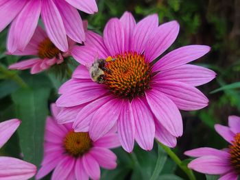 Bumblebee on an eastern purple coneflower