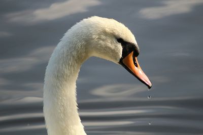 Close-up of swan in water