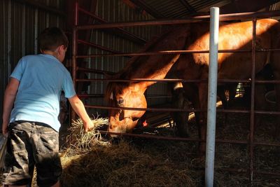 Rear view of boy feeding horse in stable