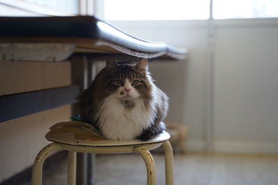 Cat sitting on chair at home