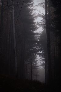 Low angle view of trees in forest