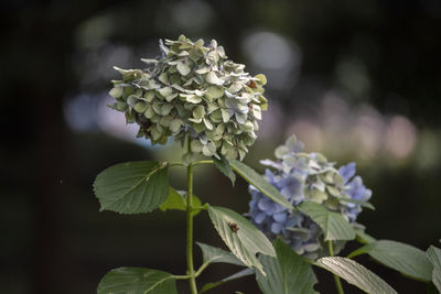 Close-up of purple hydrangea flowers