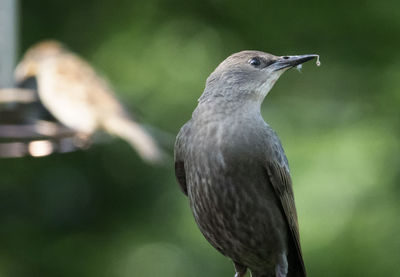 Gray bird looks around