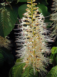 Plant growing on a tree