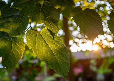 Close-up of leaves on tree