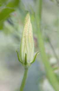 Close-up of flower bud