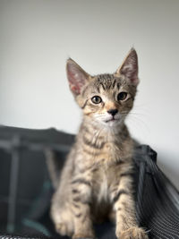 Close-up of cat