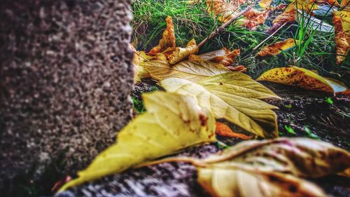 Close-up of autumn leaves on land