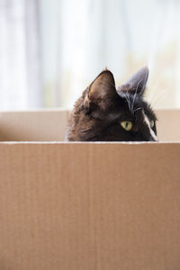 Close-up of cat in box at home