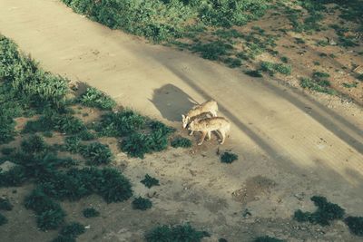 High angle view of cat on road